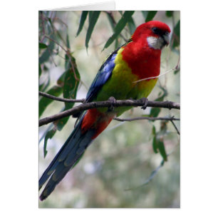 Eastern Rosella Getting the Worm...