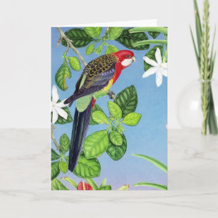 Eastern Rosella Holiday Card