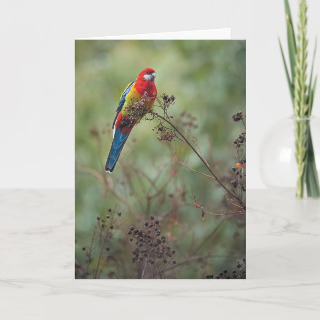Eastern Rosella parrot - greeting card (Front)