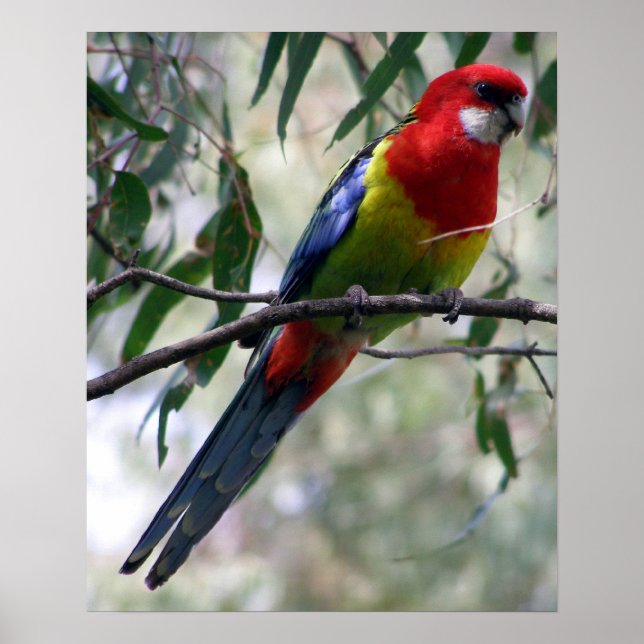 Eastern Rosella Poster (Front)