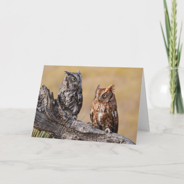 Eastern Screech Ow Roosting in Tree Card (Front)