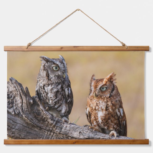 Eastern Screech Ow Roosting in Tree Hanging Tapestry (Front)
