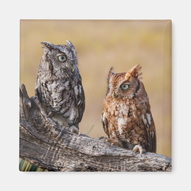 Eastern Screech Ow Roosting in Tree Magnet (Front)