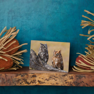 Eastern Screech Ow Roosting in Tree Plaque