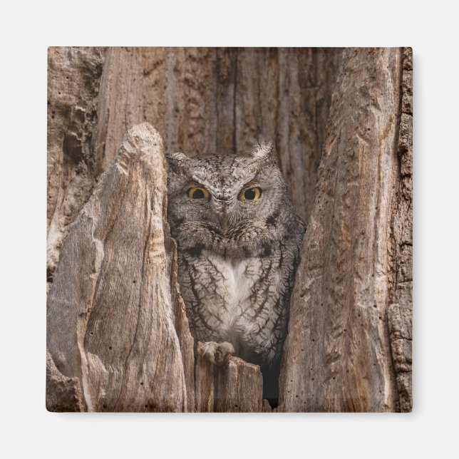 Eastern Screech Owl 2" Magnet (Front)