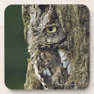Eastern Screech Owl (Grey Phase) Otus asio Coaster