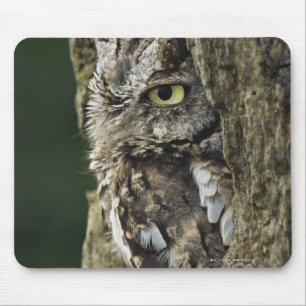 Eastern Screech Owl (Grey Phase) Otus asio Mouse Pad