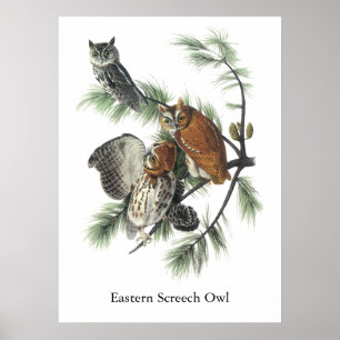 Eastern Screech Owl, John Audubon Poster
