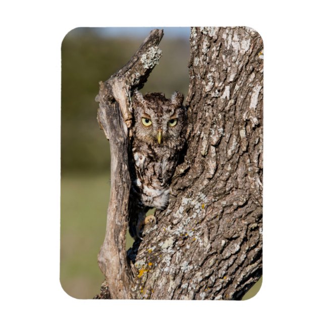 Eastern Screech Owl Magnet (Vertical)