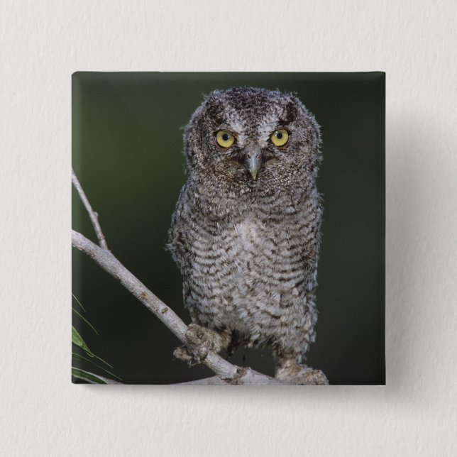 Eastern Screech-Owl, Megascops asio, Otus 2 15 Cm Square Badge (Front)