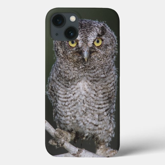 Eastern Screech-Owl, Megascops asio, Otus 2 Case-Mate iPhone Case (Back)
