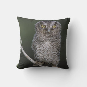 Eastern Screech-Owl, Megascops asio, Otus 2 Cushion