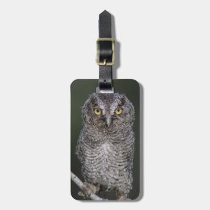Eastern Screech-Owl, Megascops asio, Otus 2 Luggage Tag