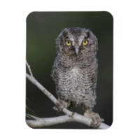 Eastern Screech-Owl, Megascops asio, Otus 2
