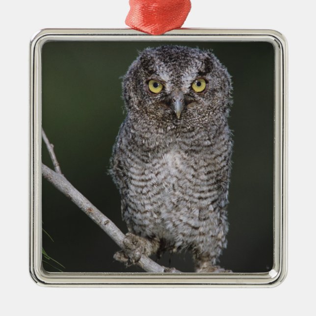 Eastern Screech-Owl, Megascops asio, Otus 2 Metal Tree Decoration (Front)
