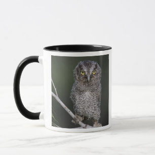 Eastern Screech-Owl, Megascops asio, Otus 2 Mug