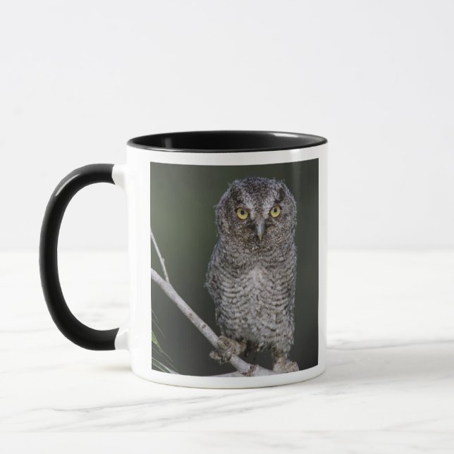 Eastern Screech-Owl, Megascops asio, Otus 2 Mug (Left)