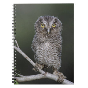 Eastern Screech-Owl, Megascops asio, Otus 2 Spiral Notebook