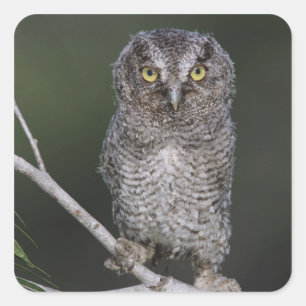 Eastern Screech-Owl, Megascops asio, Otus 2 Square Sticker