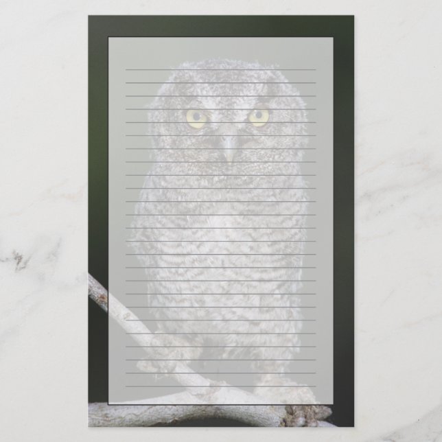 Eastern Screech-Owl, Megascops asio, Otus 2 Stationery (Front)
