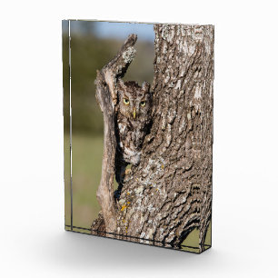 Eastern Screech Owl Photo Block