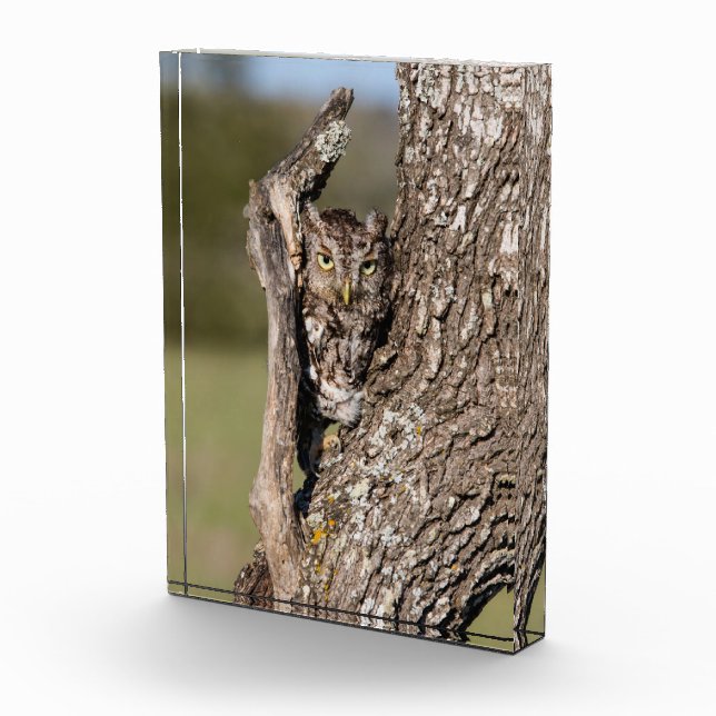 Eastern Screech Owl Photo Block (Right)