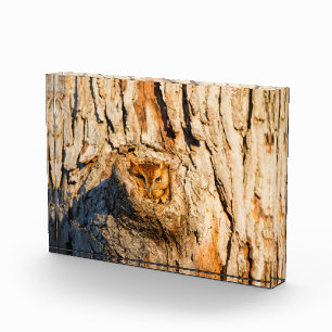 Eastern Screech-Owl Photo Block