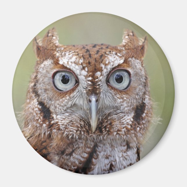 Eastern Screech Owl Photograph Magnet (Front)