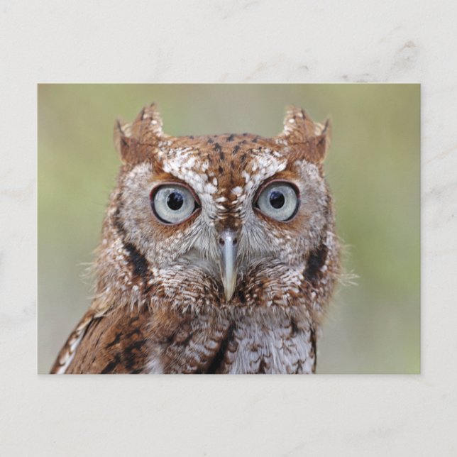 Eastern Screech Owl Photograph Postcard (Front)