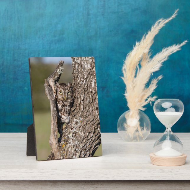 Eastern Screech Owl Plaque (Side)