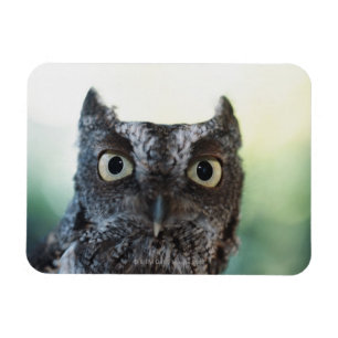 Eastern Screech Owl Portrait Showing Large Eyes Magnet