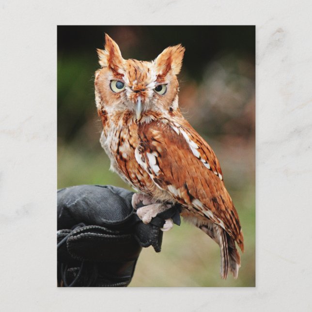 Eastern Screech Owl (Red-phase) Otus asio postcard (Front)