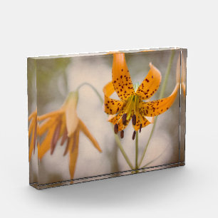 Eastern Sierra Tiger Lilies Wildflower Photo Block