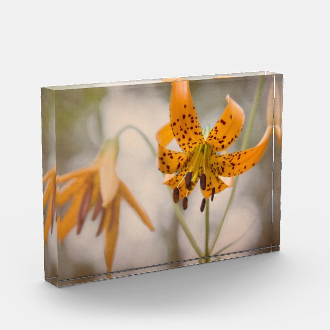 Eastern Sierra Tiger Lilies Wildflower Photo Block (Left)
