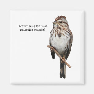 Eastern Song Sparrow Magnet