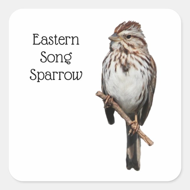 Eastern Song Sparrow Square Sticker (Front)