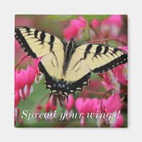 Eastern Swallowtail 2