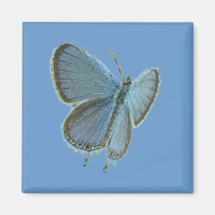Eastern-Tailed Blue Butterfly Magnet