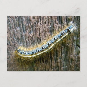 Eastern Tent Caterpillar Postcard