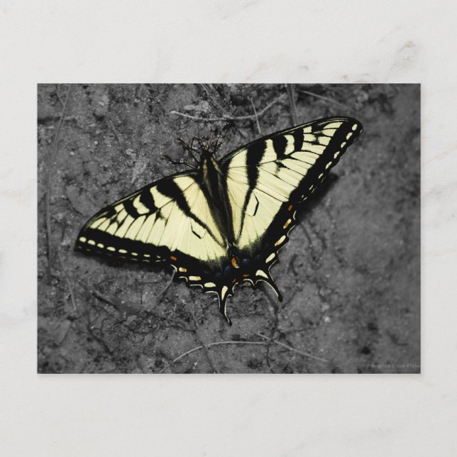 Eastern Tiger Postcard (Front)