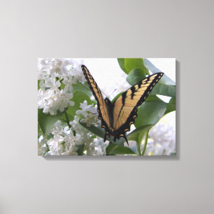 Eastern Tiger Swallow Tail on White Lilac Bush Canvas Print