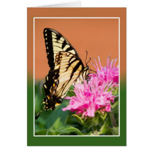 Eastern Tiger Swallowtail Butterfly