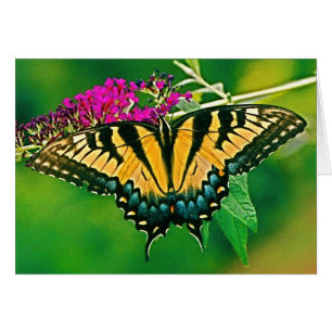 Eastern Tiger Swallowtail Butterfly