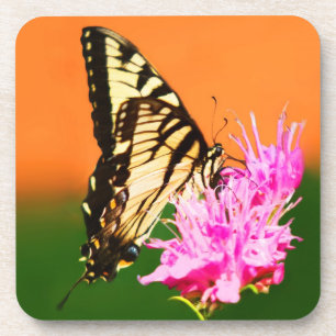 Eastern Tiger Swallowtail Butterfly Coaster