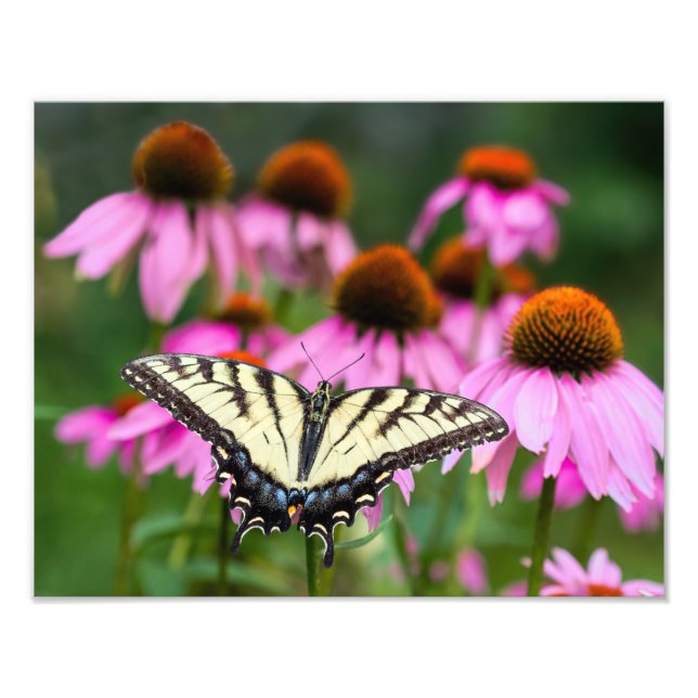 Eastern Tiger Swallowtail Butterfly On Coneflower Photo Print (Front)