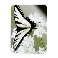 Eastern Tiger Swallowtail Butterfly Photo