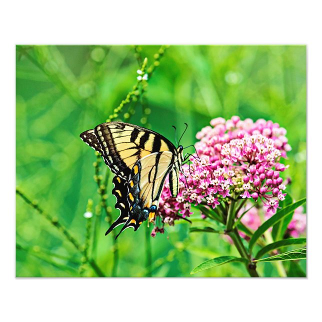 Eastern Tiger Swallowtail Butterfly Photo Print (Front)