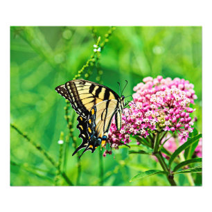 Eastern Tiger Swallowtail Butterfly Photo Print
