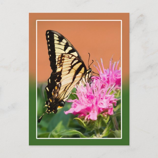 Eastern Tiger Swallowtail Butterfly Postcard (Front)