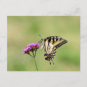 Eastern Tiger Swallowtail Butterfly Postcard
